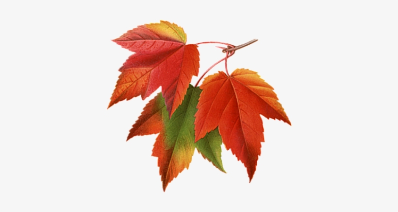 Detail Fall Images Png Nomer 51