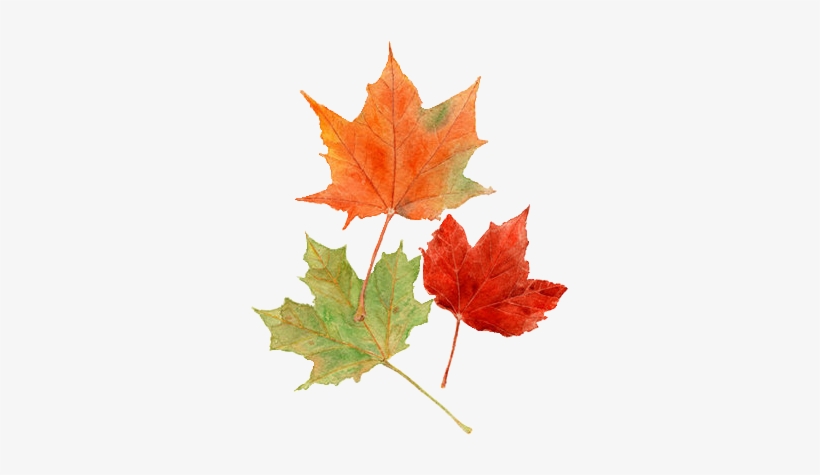 Detail Fall Leaf Png Nomer 32