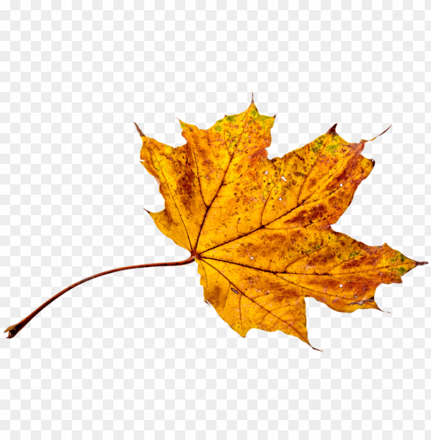 Detail Fall Leaf Transparent Background Nomer 9
