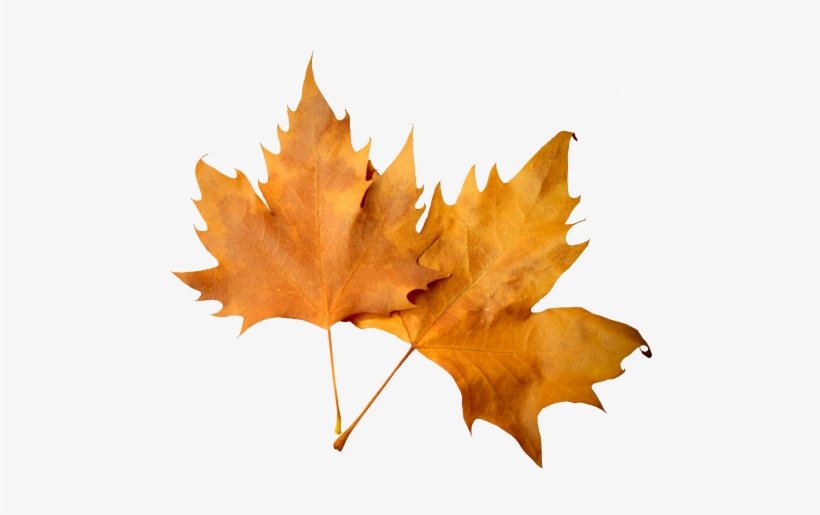 Detail Fall Leaf Transparent Background Nomer 11