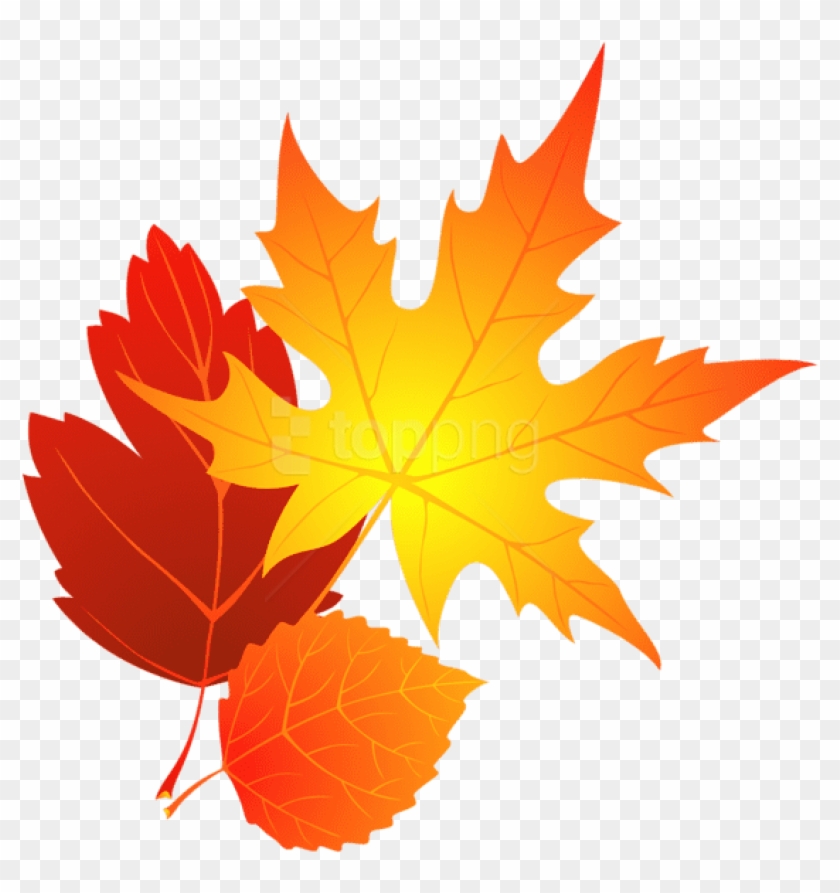 Detail Fall Leaf Transparent Background Nomer 14
