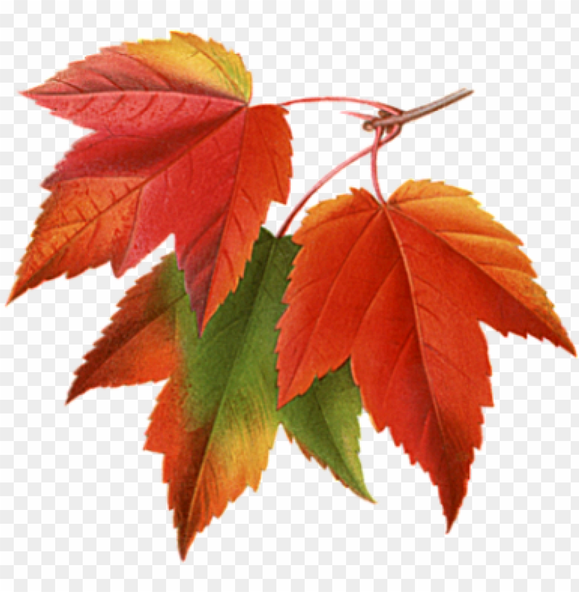 Detail Fall Leaf Transparent Background Nomer 20