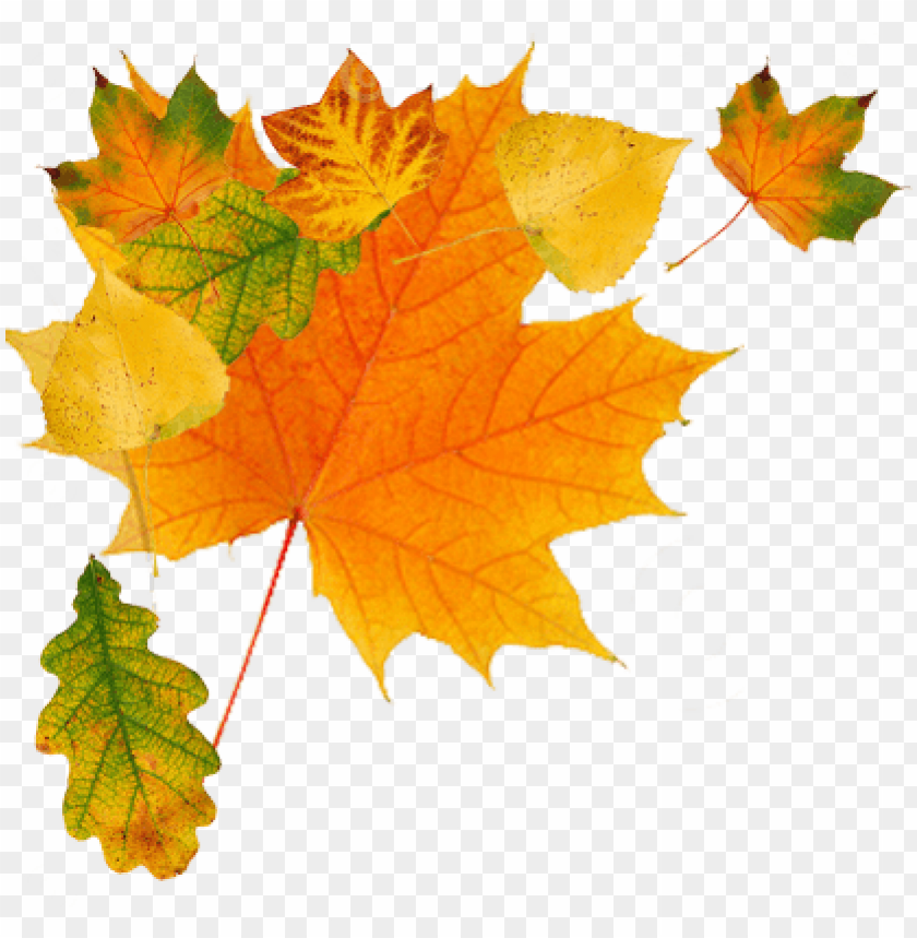 Detail Fall Leaf Transparent Background Nomer 22