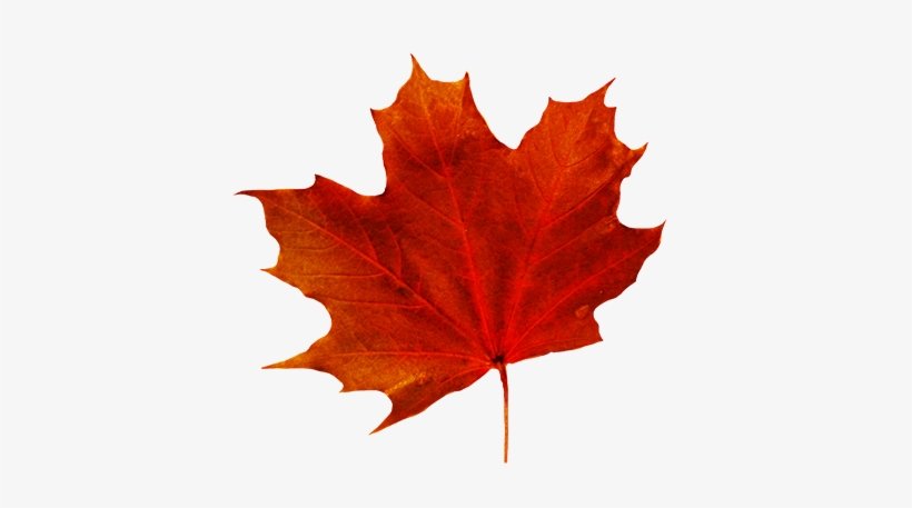 Detail Fall Leaf Transparent Background Nomer 2