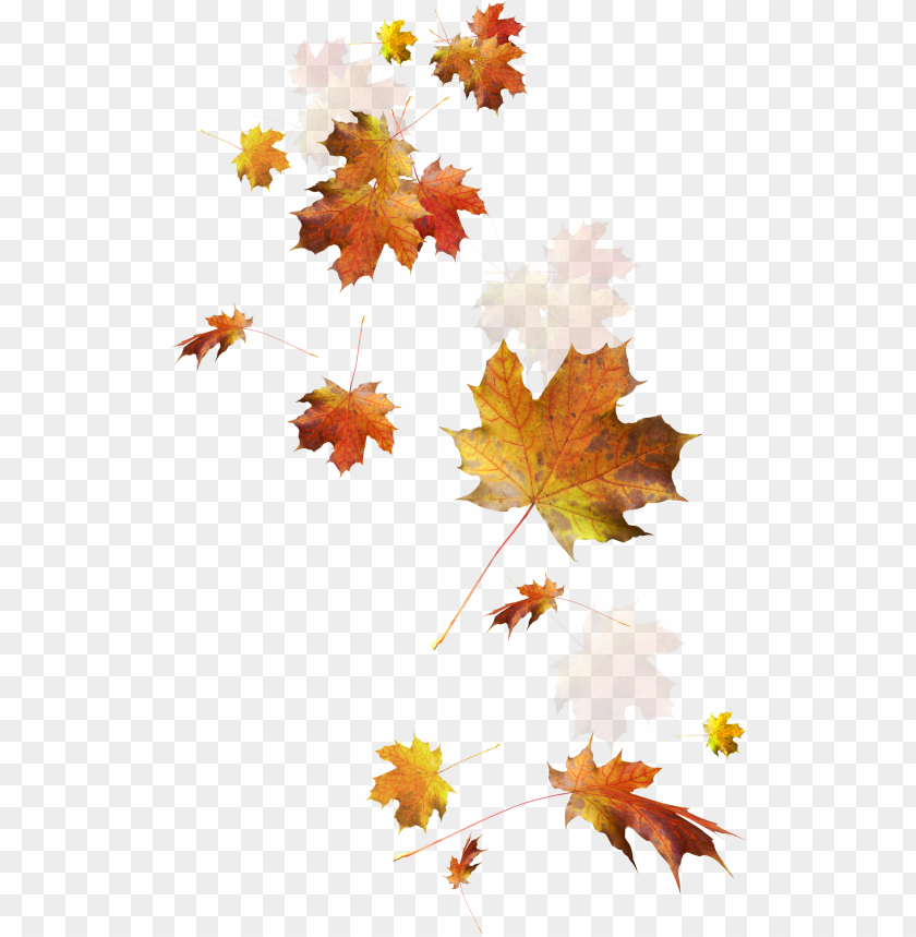 Detail Fall Leaf Transparent Background Nomer 29