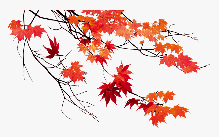 Detail Fall Leaf Transparent Background Nomer 30