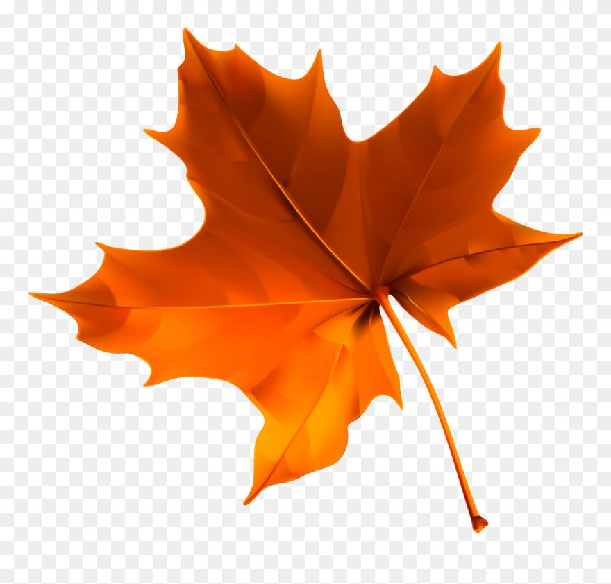 Detail Fall Leaf Transparent Background Nomer 3