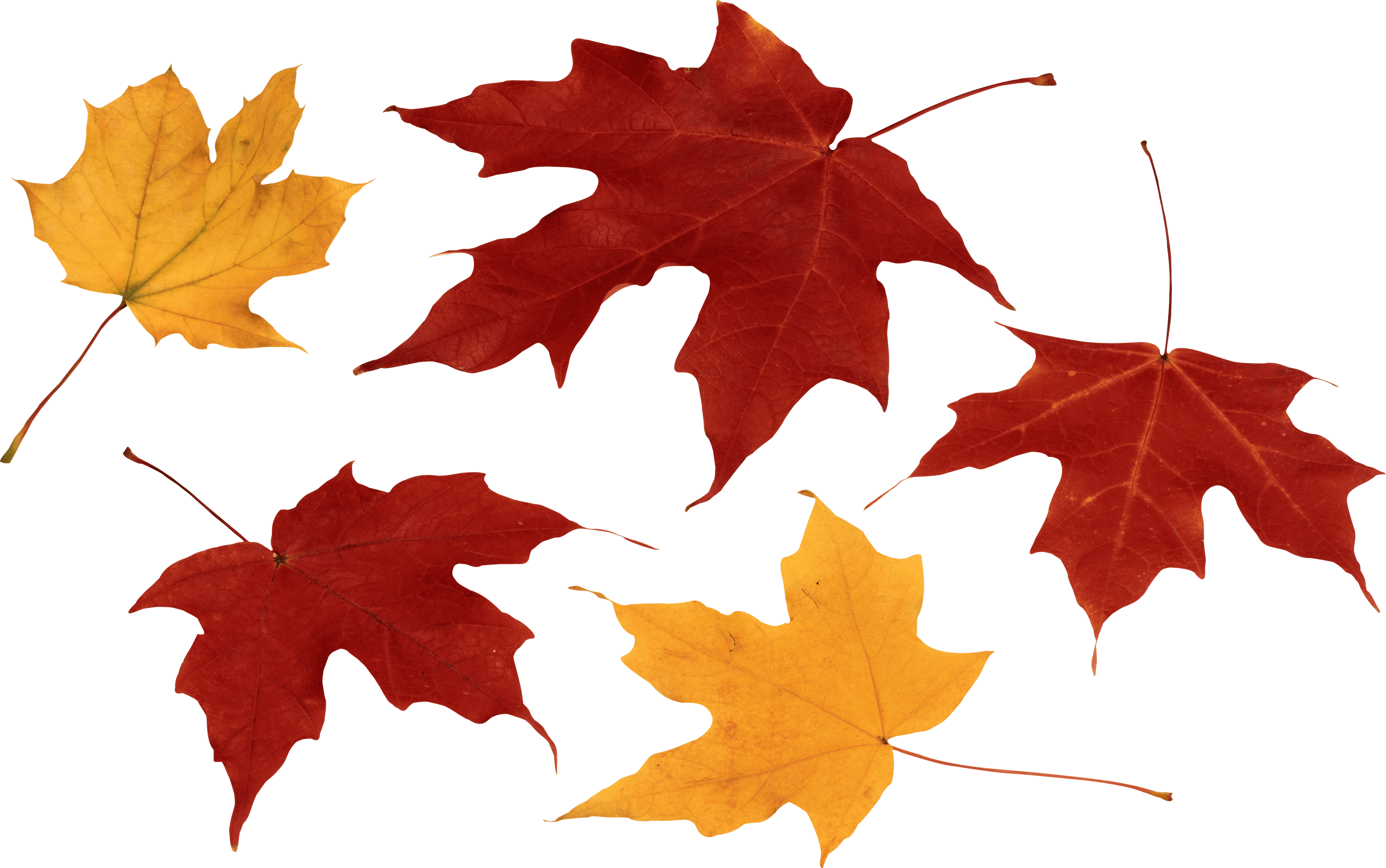 Detail Fall Leaf Transparent Background Nomer 45