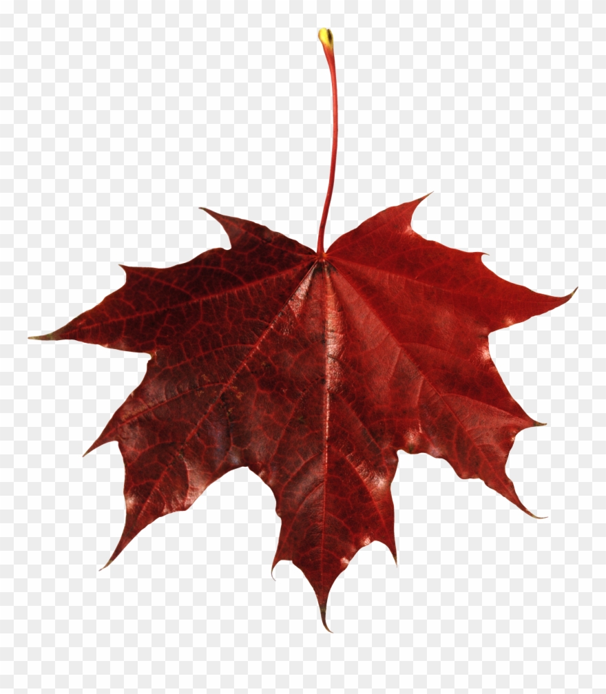 Detail Fall Leaf Transparent Background Nomer 46