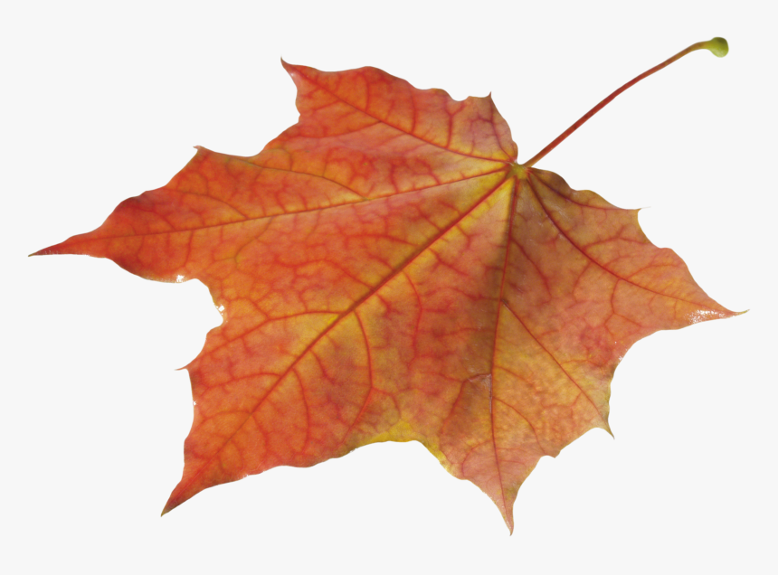 Detail Fall Leaf Transparent Background Nomer 47