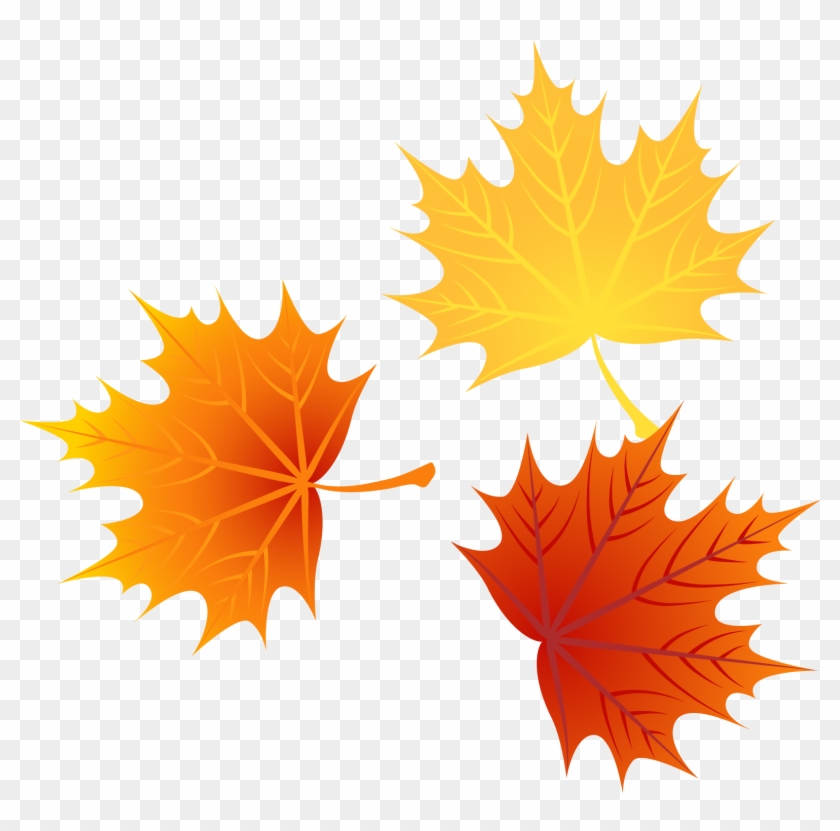 Detail Fall Leaf Transparent Background Nomer 50