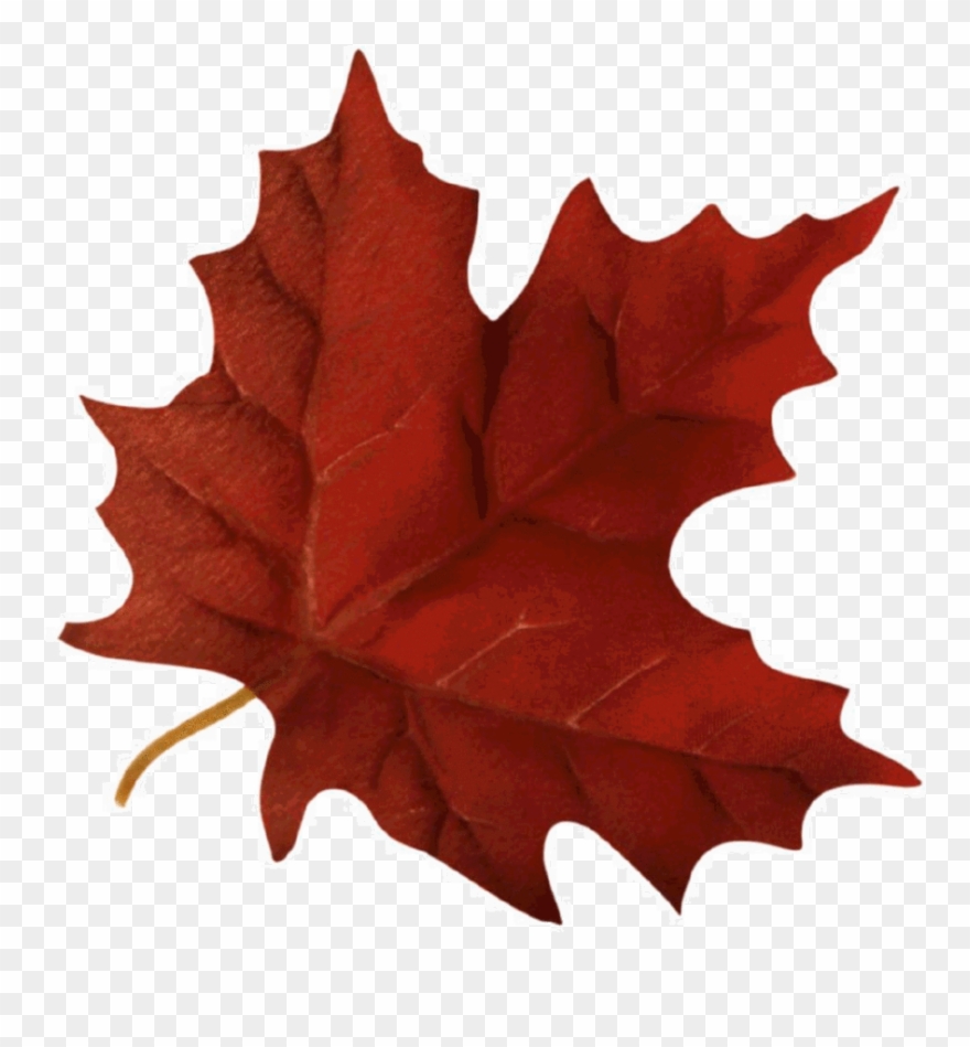Detail Fall Leaf Transparent Background Nomer 52