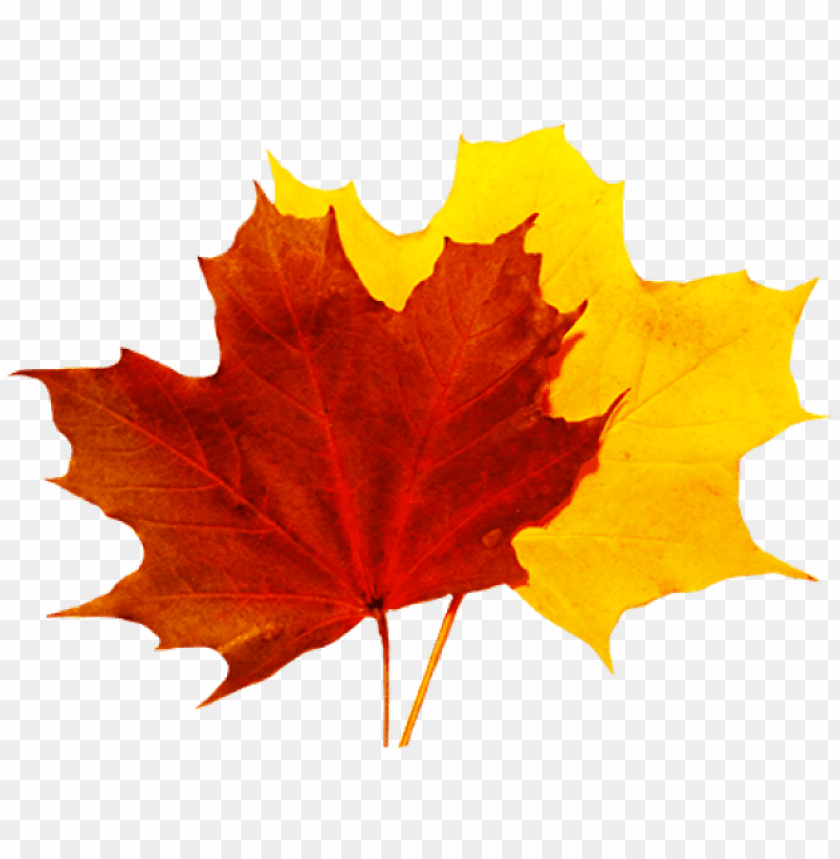 Detail Fall Leaf Transparent Background Nomer 5