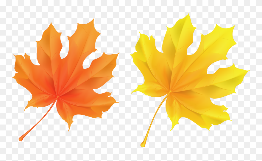 Detail Fall Leaves Background Clipart Nomer 16