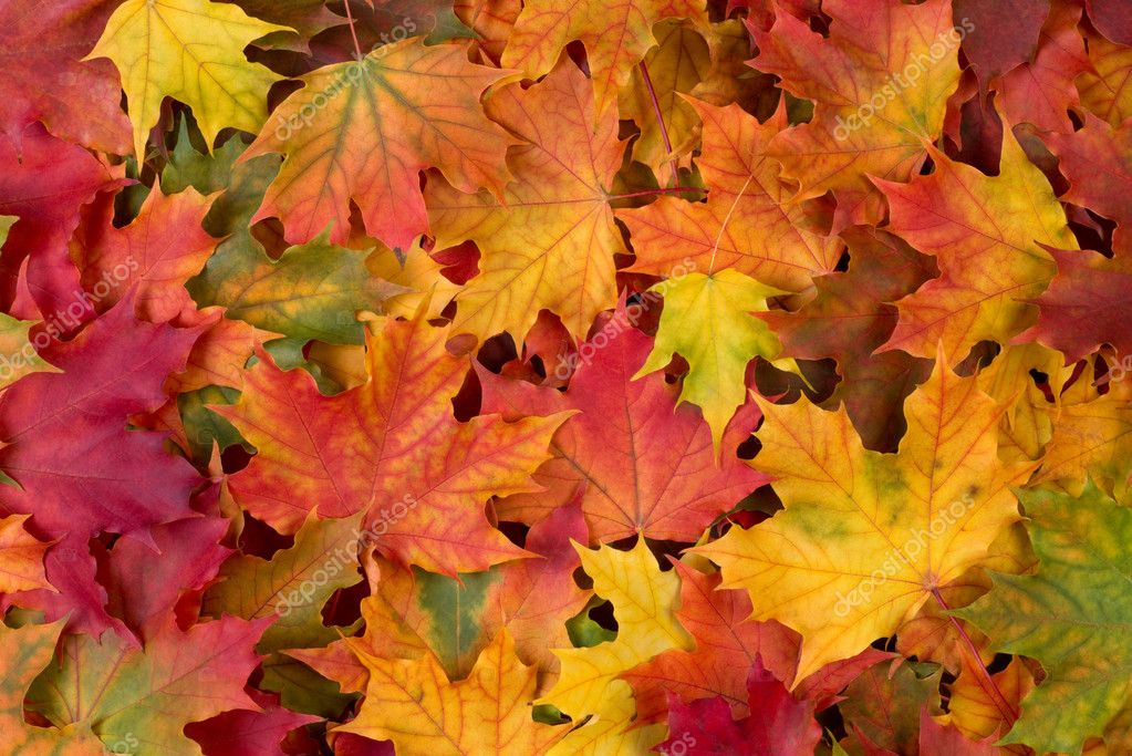 Detail Fall Leaves Background Clipart Nomer 34