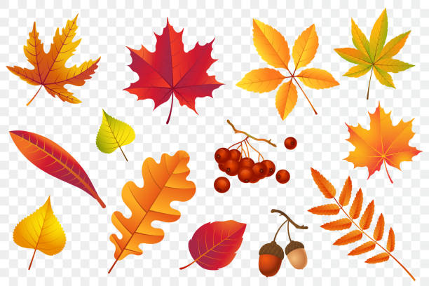 Detail Fall Leaves Background Clipart Nomer 8