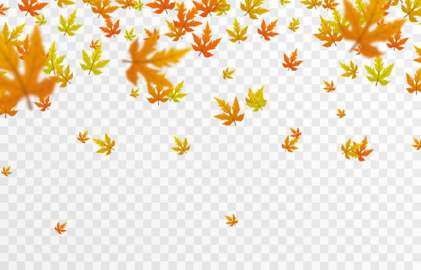 Detail Fall Leaves Background Png Nomer 2