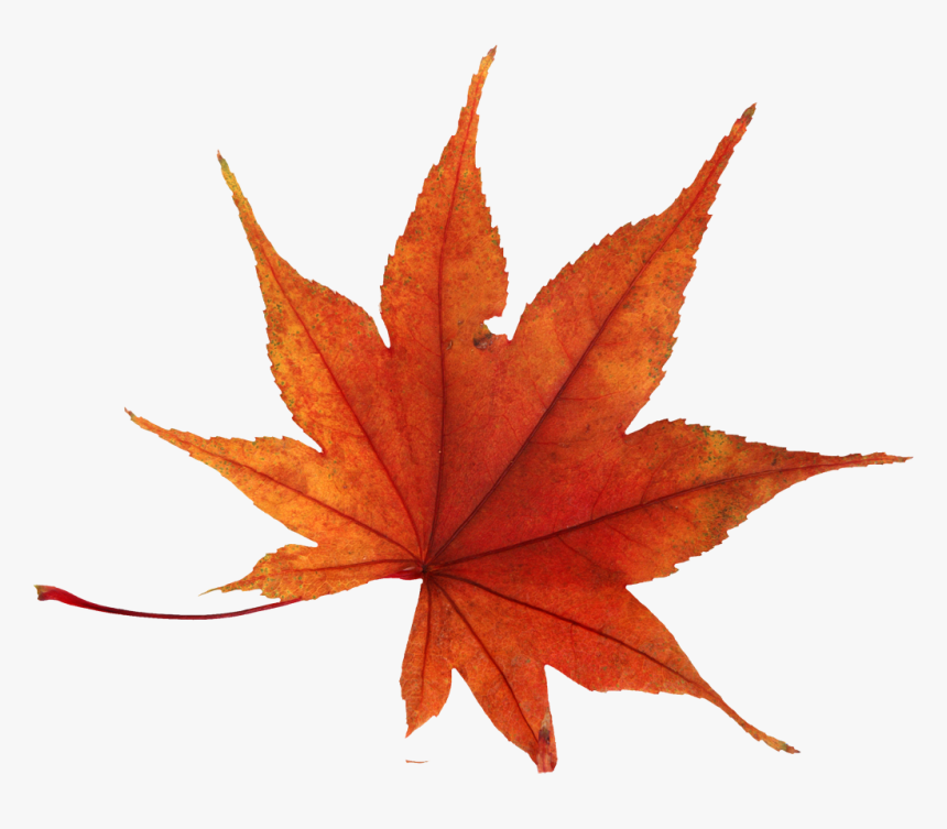 Detail Fall Leaves Background Png Nomer 26