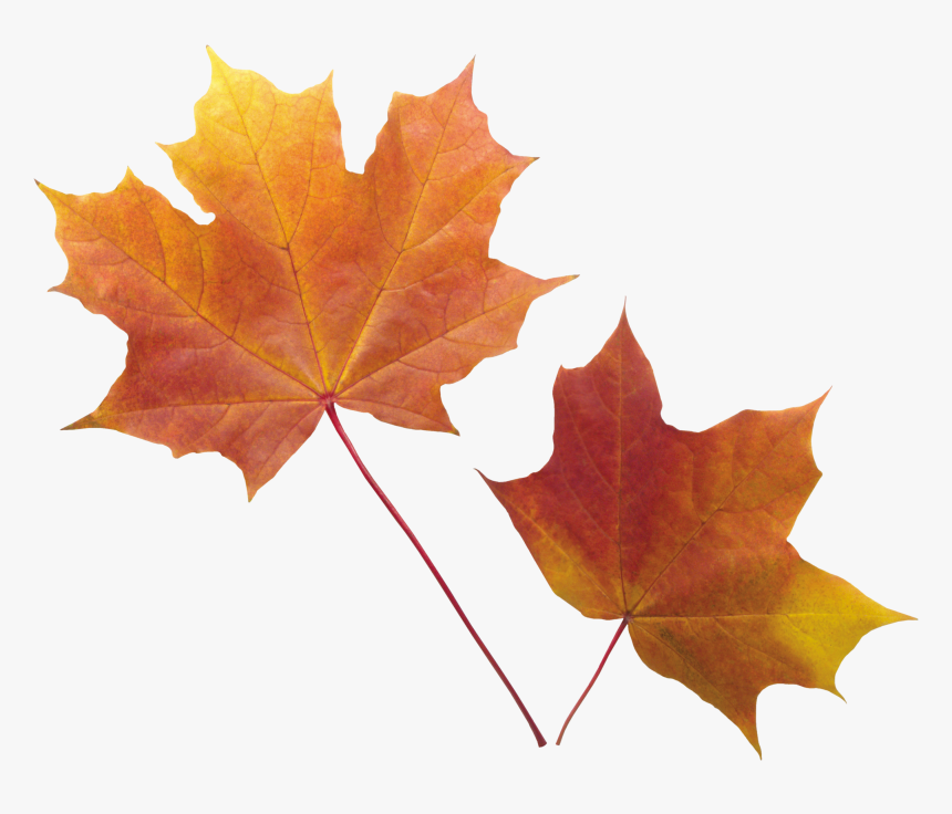 Download Fall Leaves Background Png Nomer 32