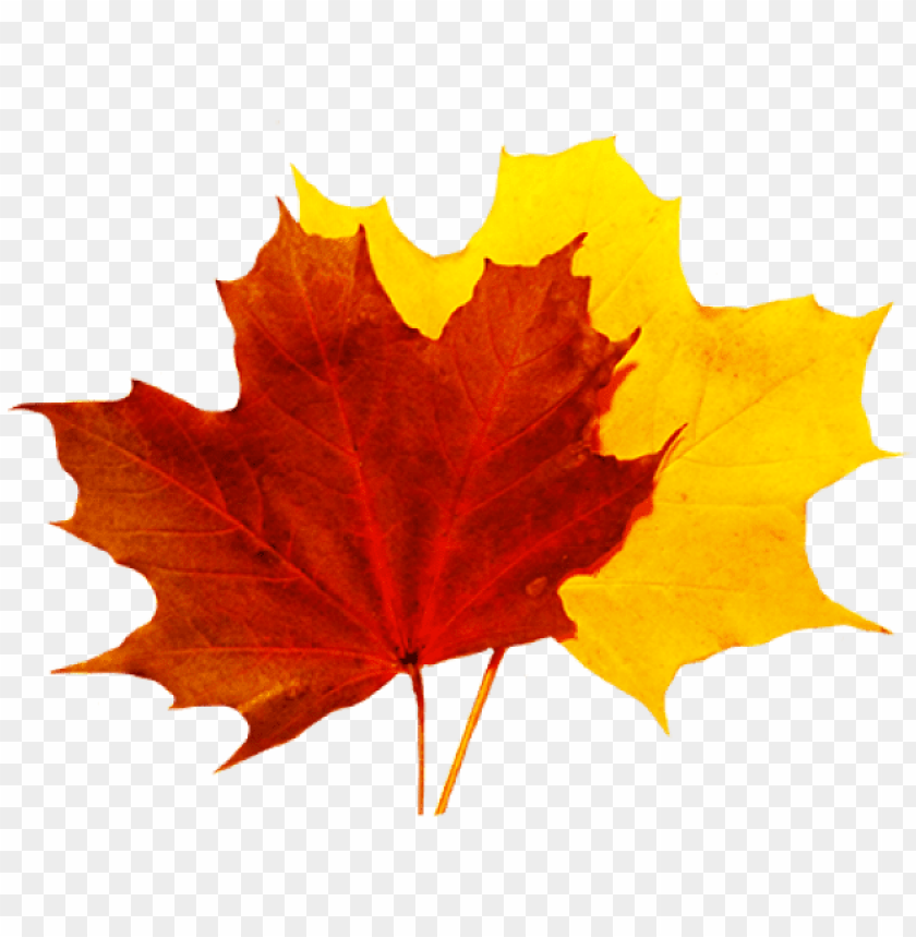Detail Fall Leaves Background Png Nomer 44