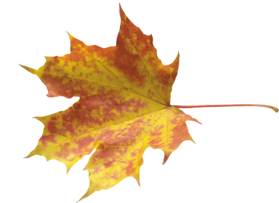 Detail Fall Leaves Background Png Nomer 54