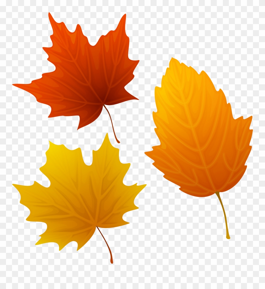 Detail Fall Leaves Clip Art Png Nomer 11