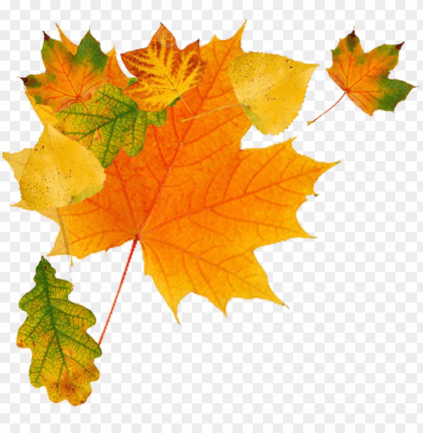 Detail Fall Leaves Clip Art Png Nomer 13