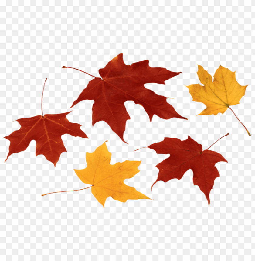 Detail Fall Leaves Clipart Png Nomer 8