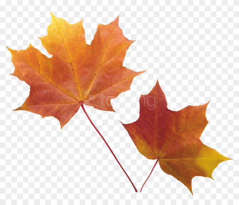 Detail Fall Leaves Clipart Transparent Background Nomer 20