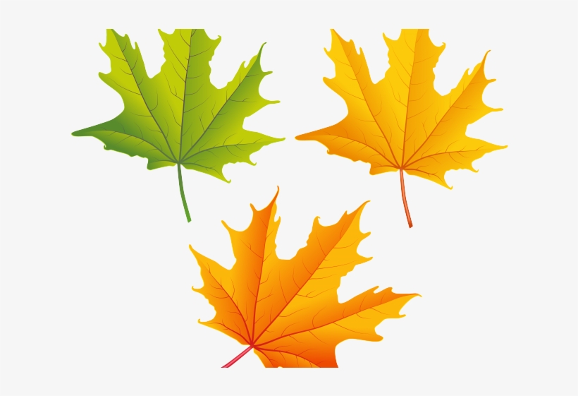 Detail Fall Leaves Clipart Transparent Background Nomer 26