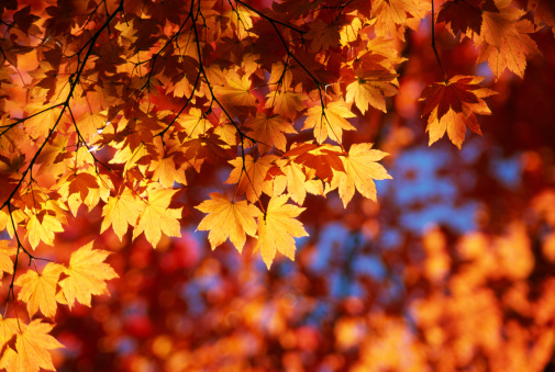 Fall Leaves Free Images - KibrisPDR