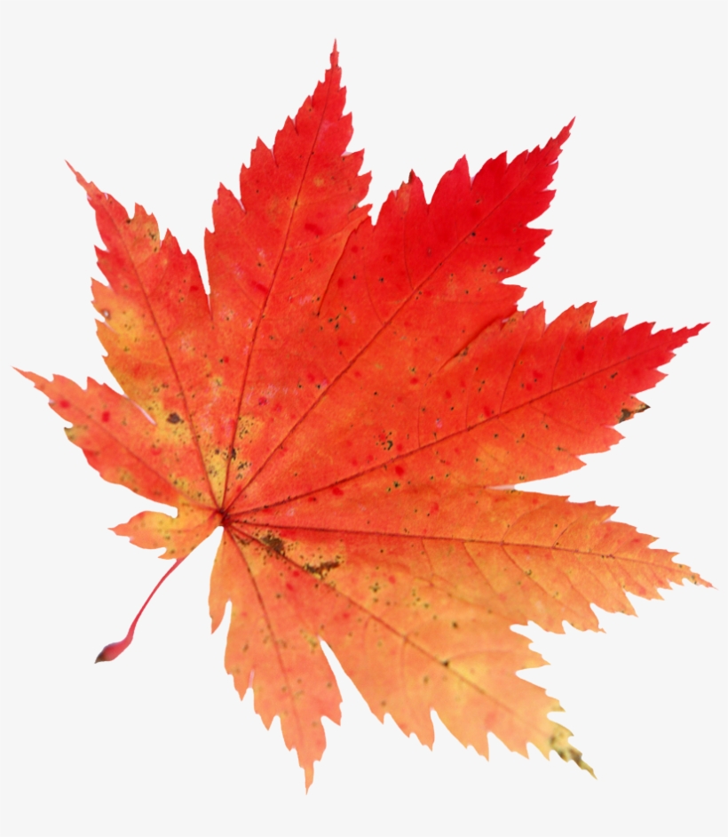 Download Fall Leaves Png Nomer 33