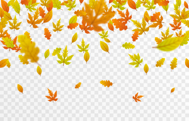 Detail Fall Leaves Png Nomer 37