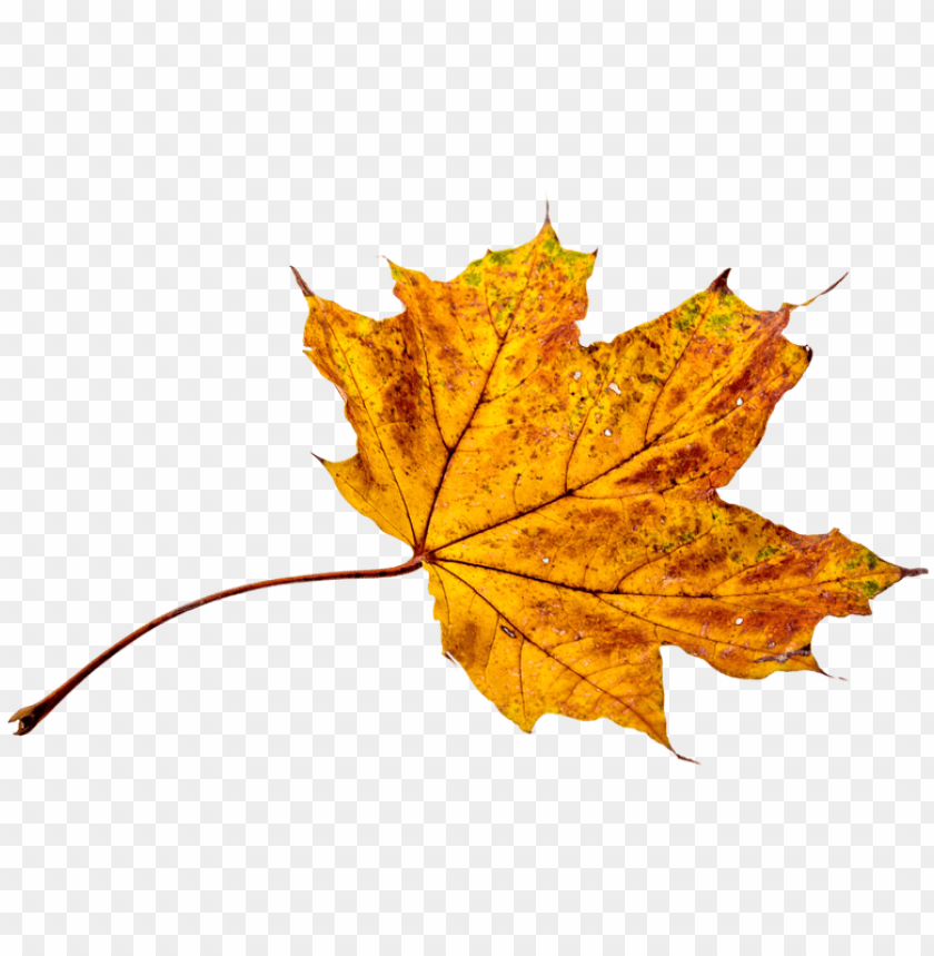 Detail Fall Leaves Png Transparent Nomer 13