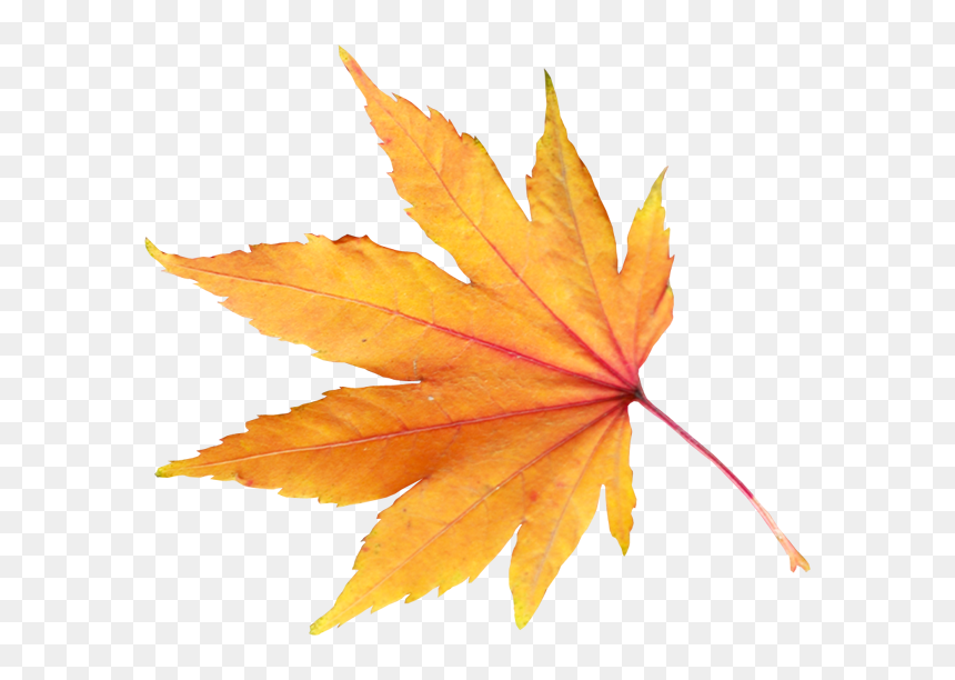 Detail Fall Leaves Png Transparent Nomer 14