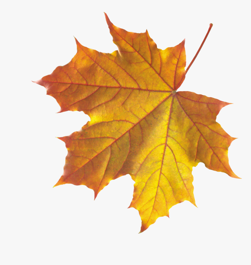 Download Fall Leaves Png Transparent Nomer 22