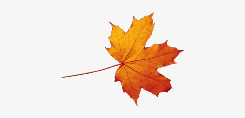 Detail Fall Leaves Png Transparent Nomer 24