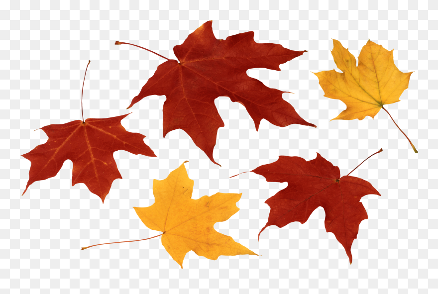 Detail Fall Leaves Png Transparent Nomer 35