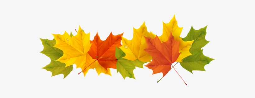 Detail Fall Leaves Png Transparent Nomer 39