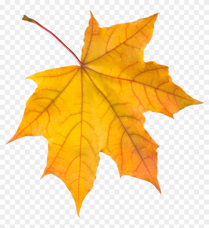 Detail Fall Leaves Png Transparent Nomer 40