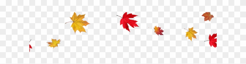 Detail Fall Leaves Png Transparent Nomer 50