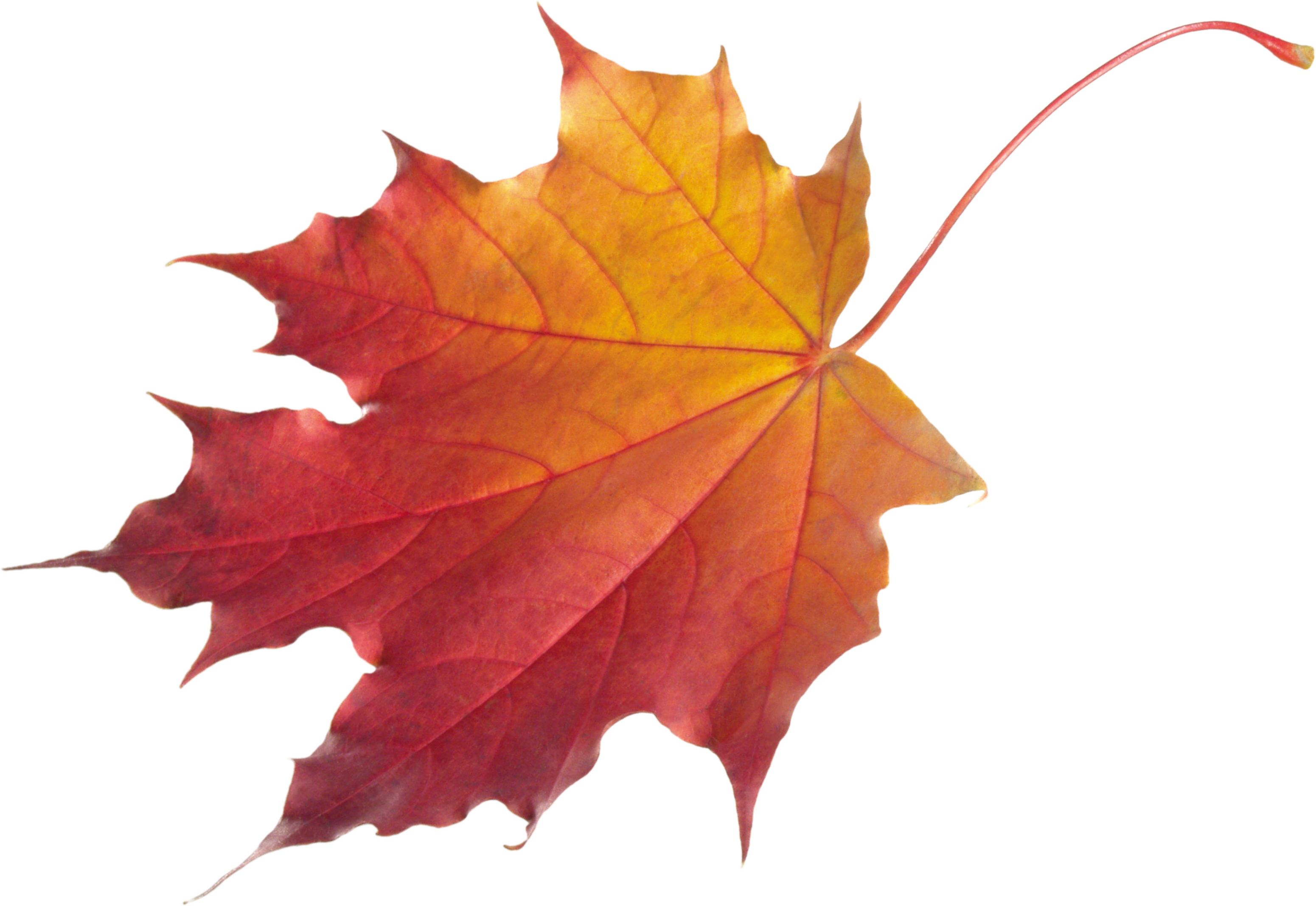 Detail Fall Png Images Nomer 18
