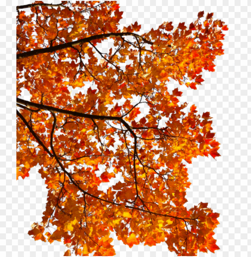 Detail Fall Png Images Nomer 43