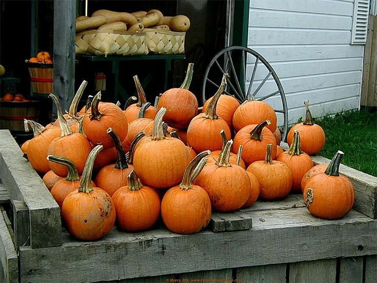 Detail Fall Pumpkin Images Free Nomer 12