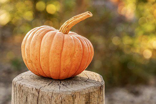 Detail Fall Pumpkin Images Free Nomer 29