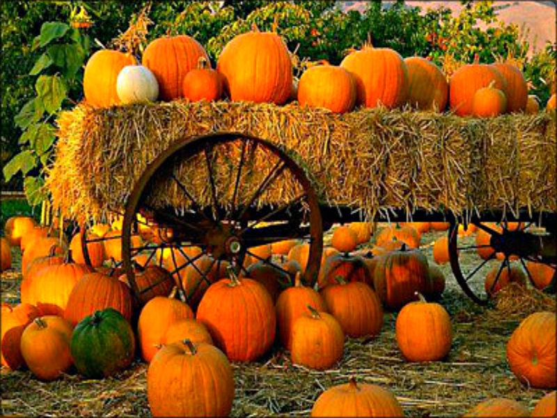 Detail Fall Pumpkin Images Free Nomer 42