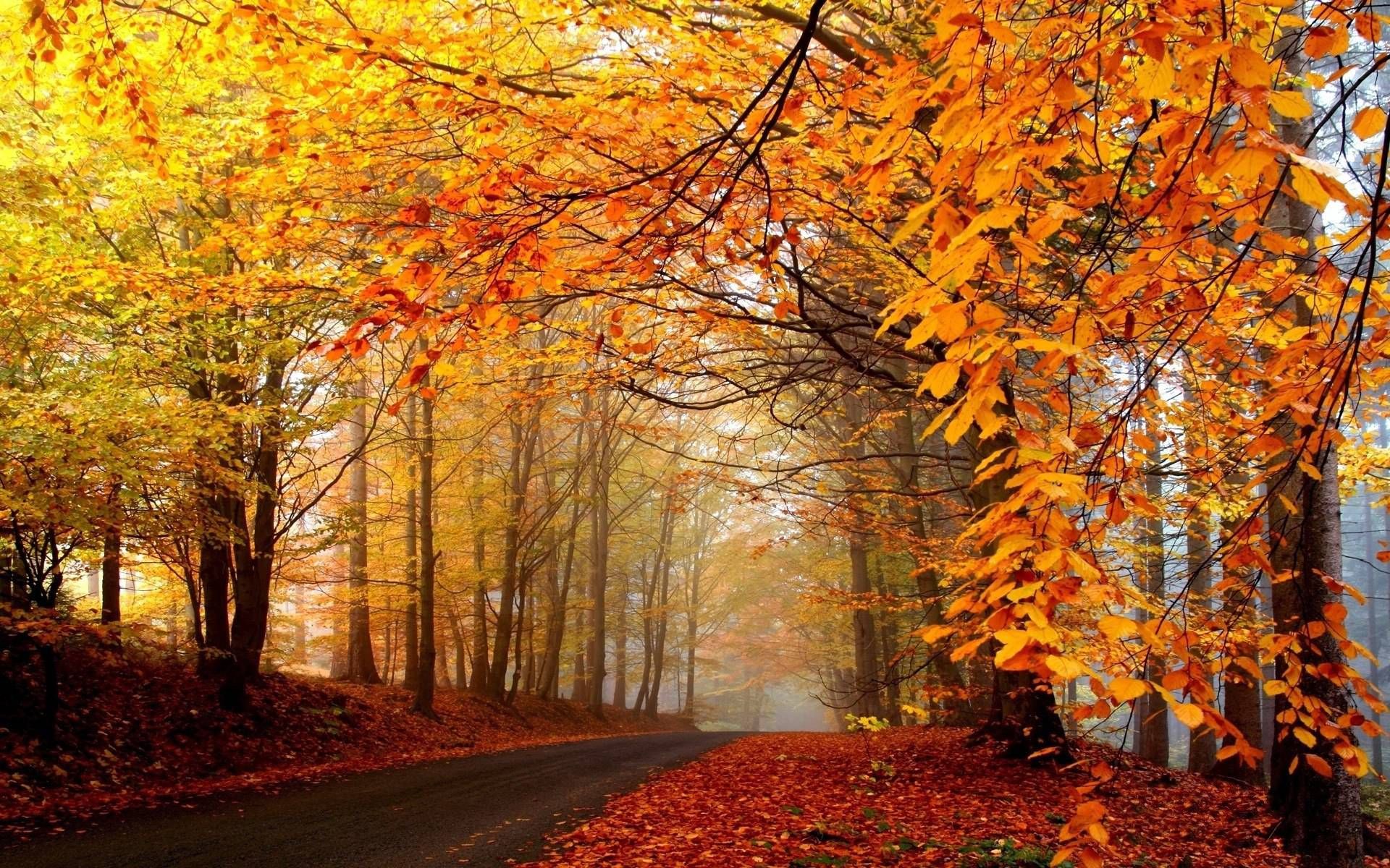 Fall Tree Background Images - KibrisPDR