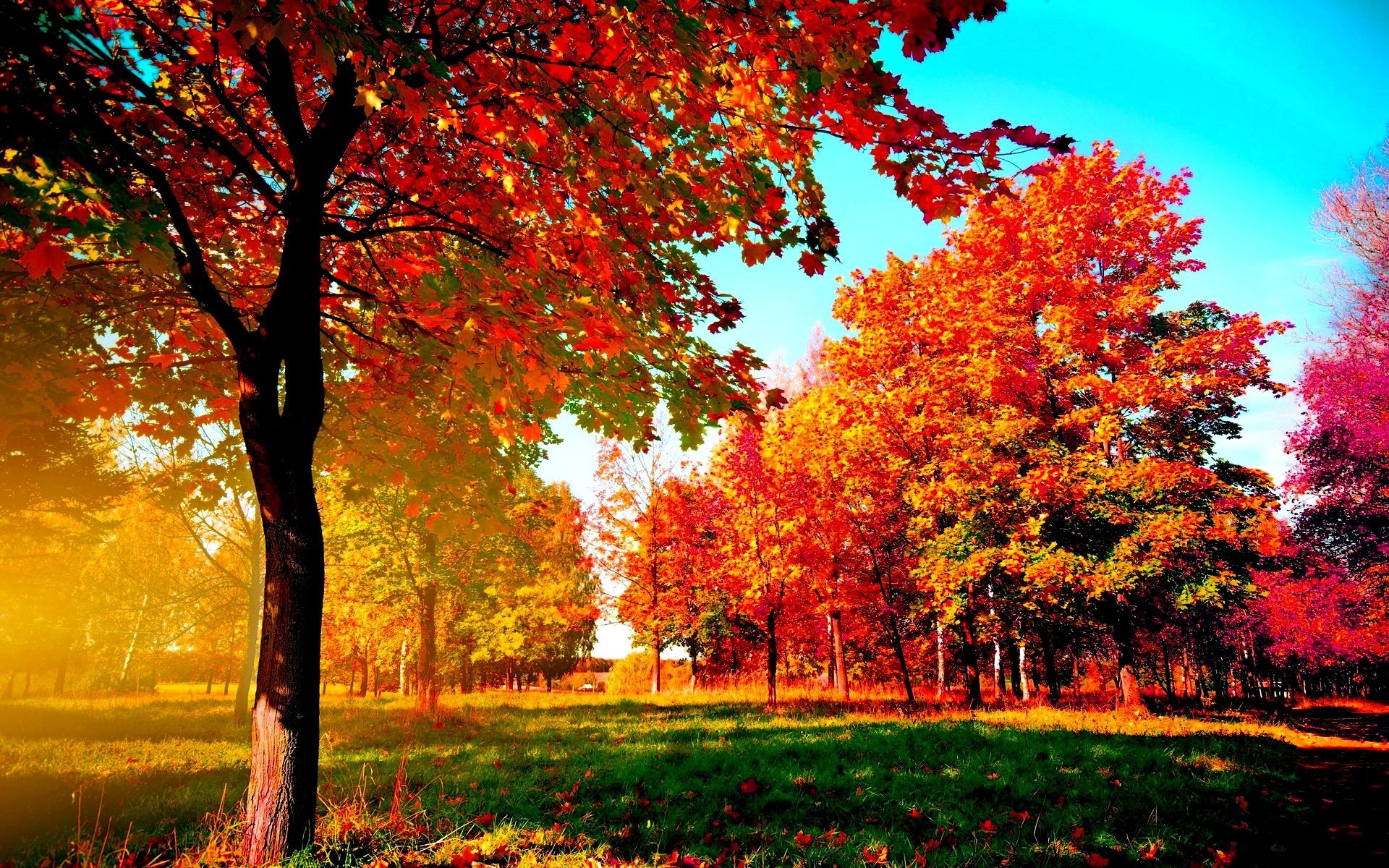 Detail Fall Tree Background Images Nomer 13