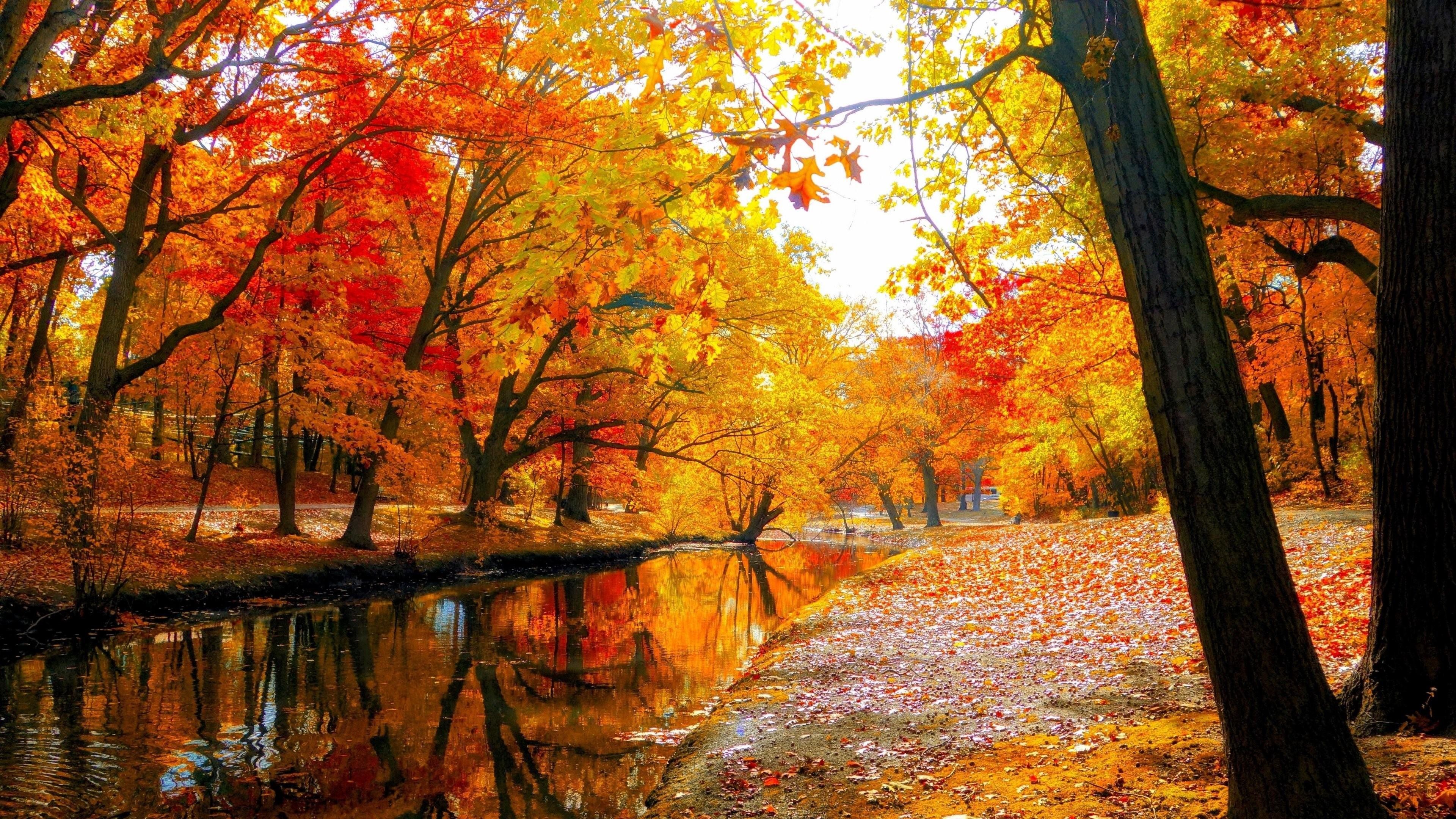 Detail Fall Tree Background Images Nomer 15