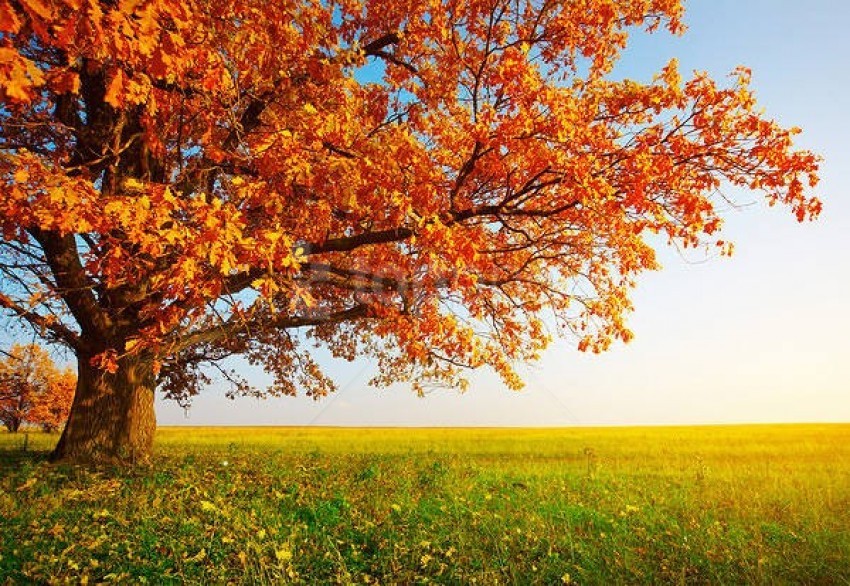 Detail Fall Tree Background Images Nomer 16